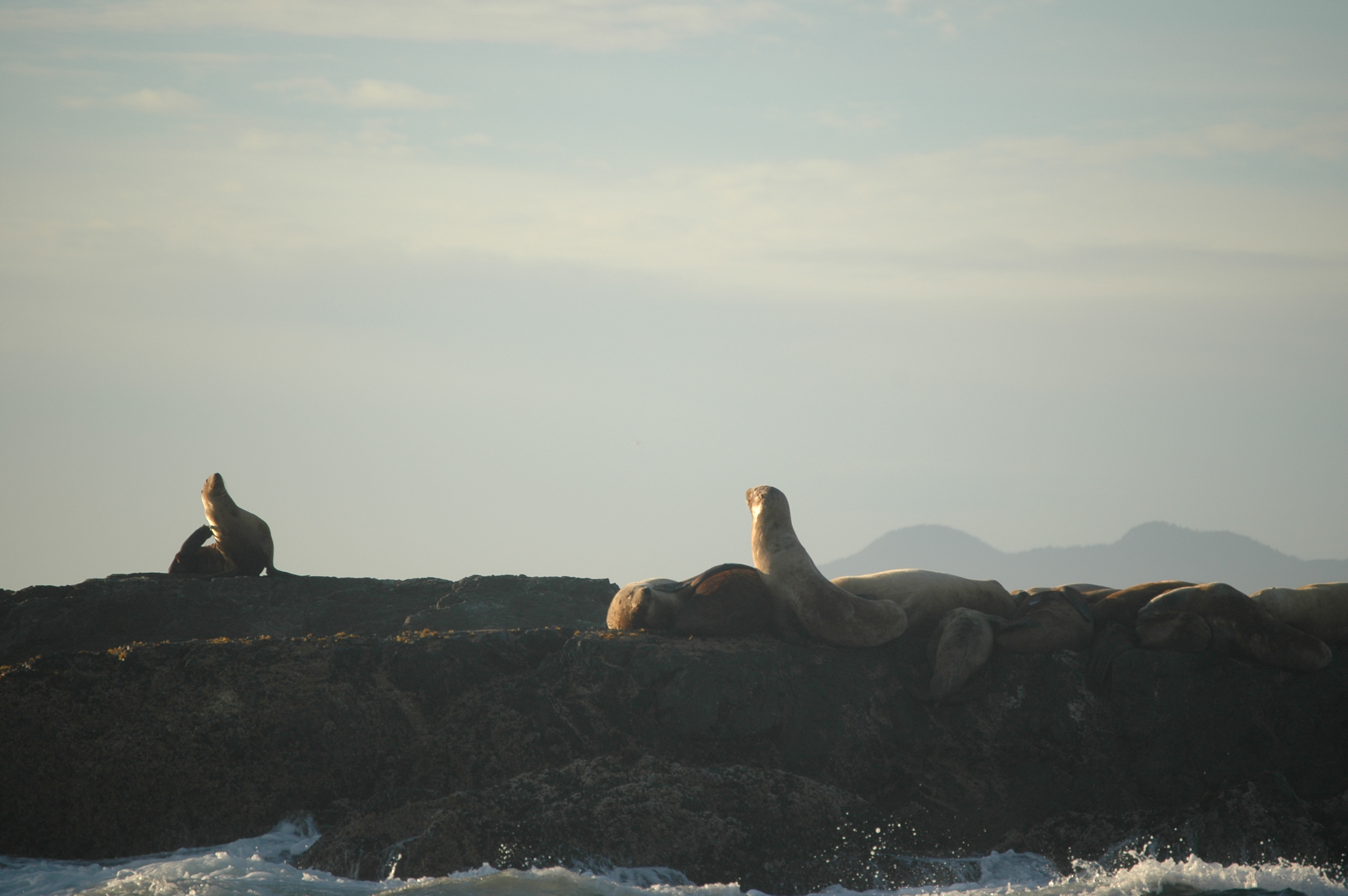 photos/wildlife/Mammal_Species/Steller Sea Lion/20070920-Canada-06.jpg